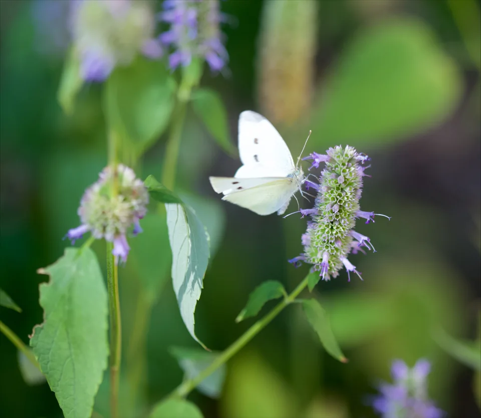 Cabbage moth on anise hyssop