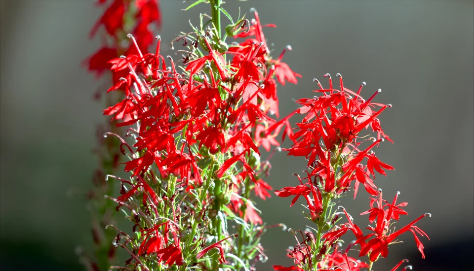 September native garden