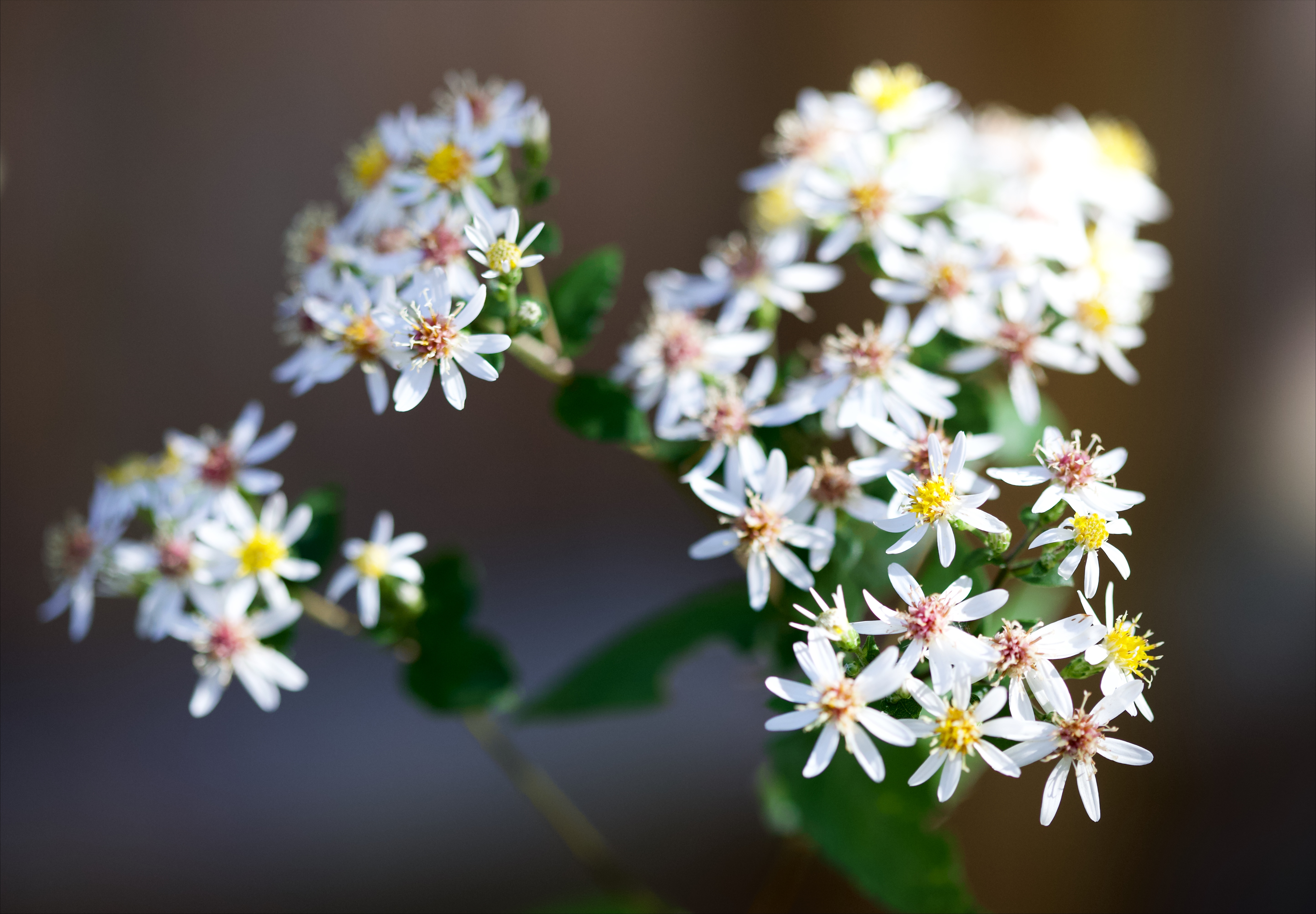 White wood aster (Eurybia divaricata)