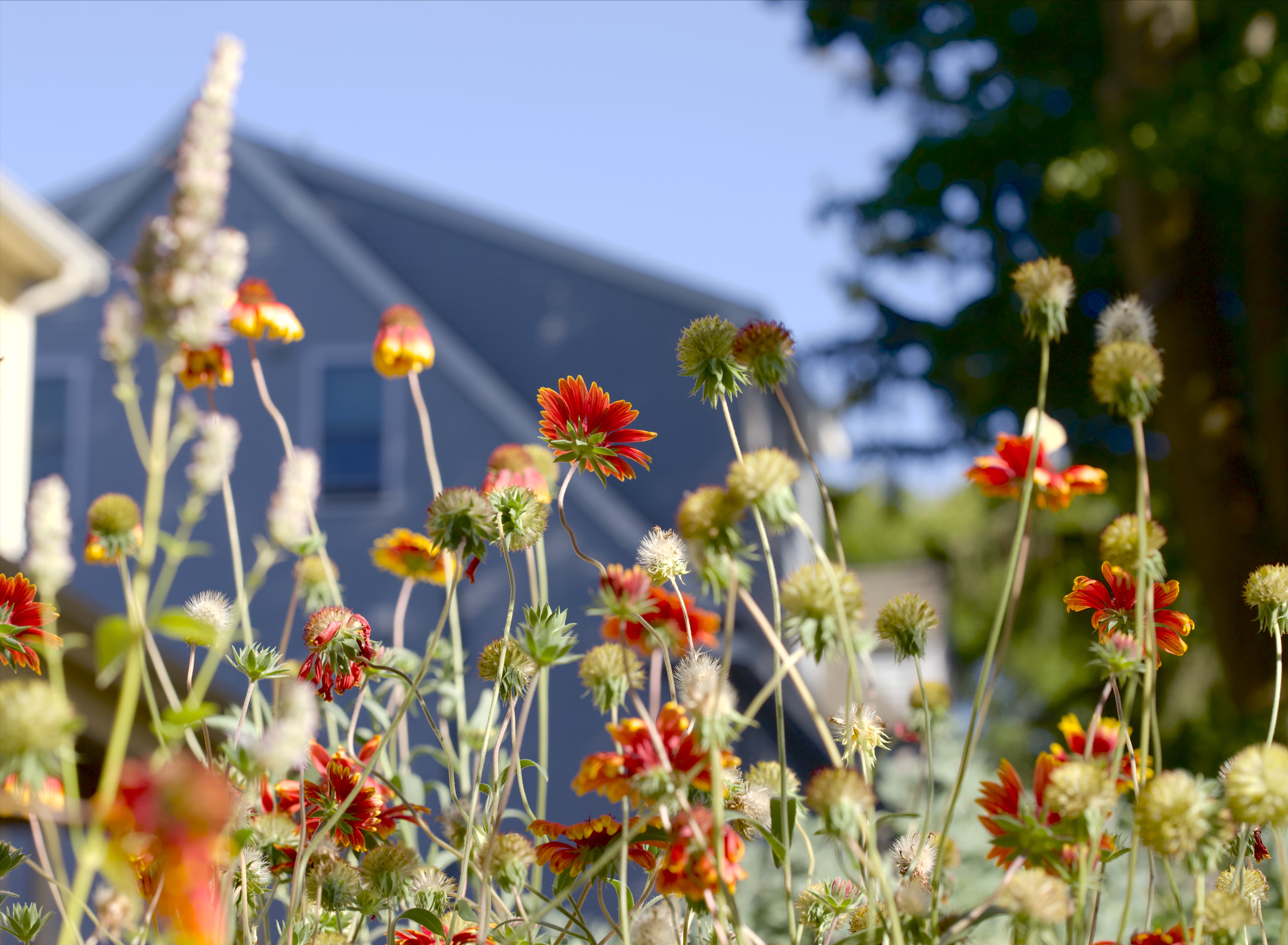 Blanketflower garden