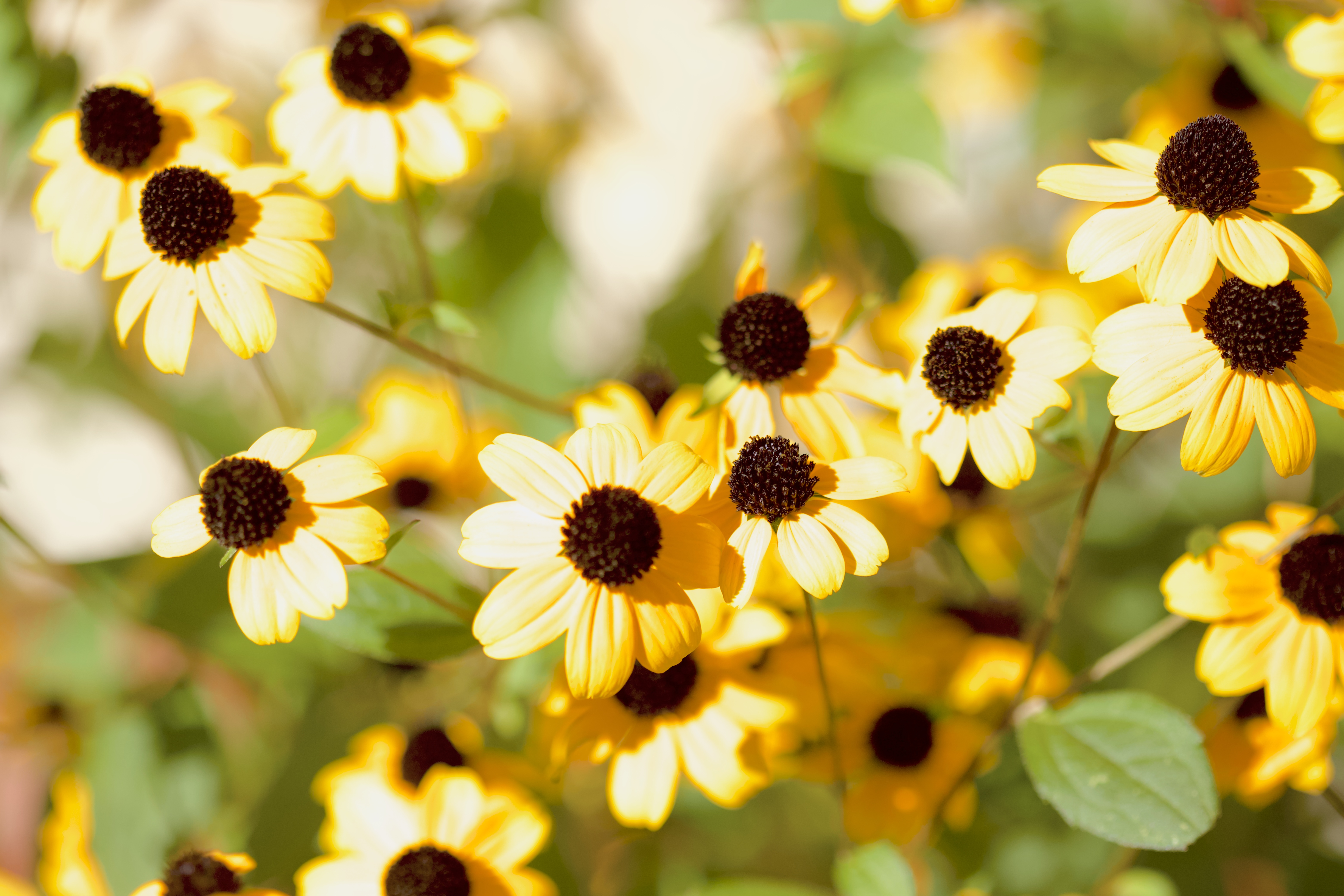 Brown-eyed susans (Rudbekia triloba)
