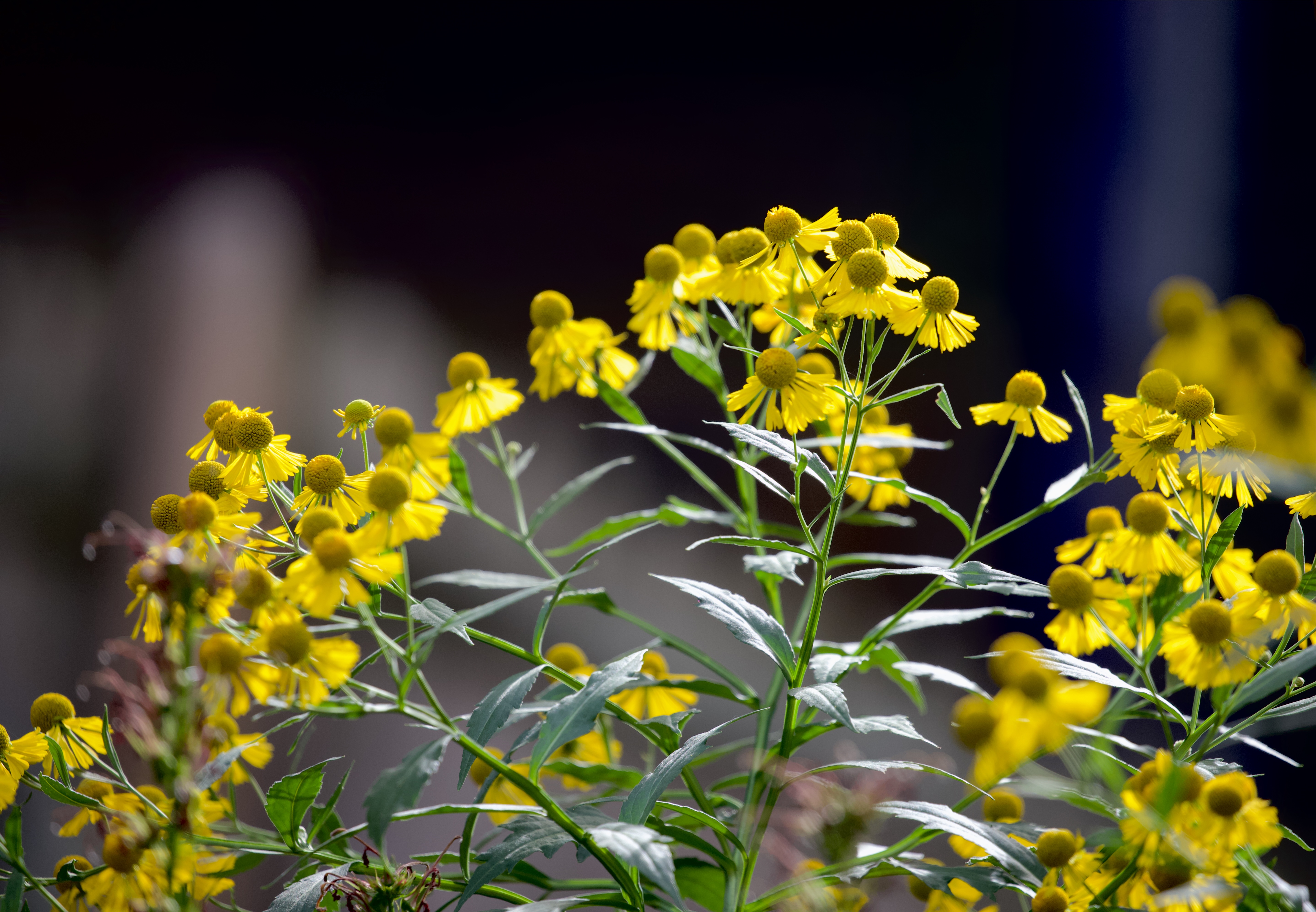 Helianthus autumnale (sneezeweed)